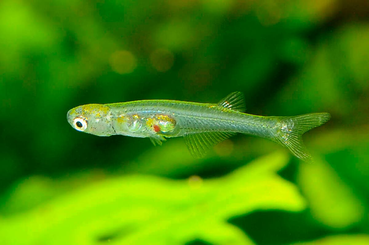 Tiny newly-discovered fish can make sounds as loud as pneumatic drill