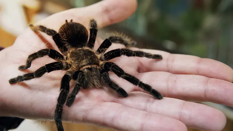 Man caught with over 300 tarantulas tied to his body in Peru