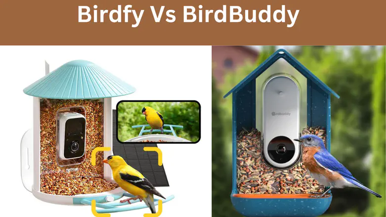 Birdfy Vs Bird Buddy: Exploring the two popular birdwatching brands