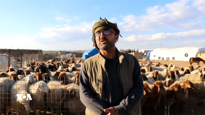 VOA Kurdish: Livestock owners in Derik ask for help