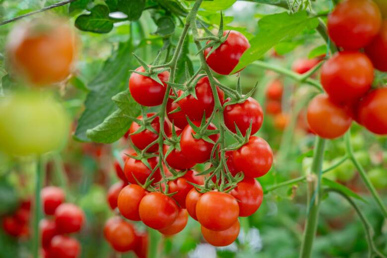 Israeli AI Innovation Transforms Tomato Farming Efficiency