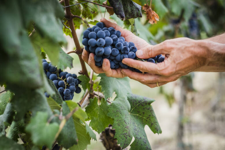 Traditional Negev Grape-Growing Techniques Can Protect Wine Industry from Climate Change