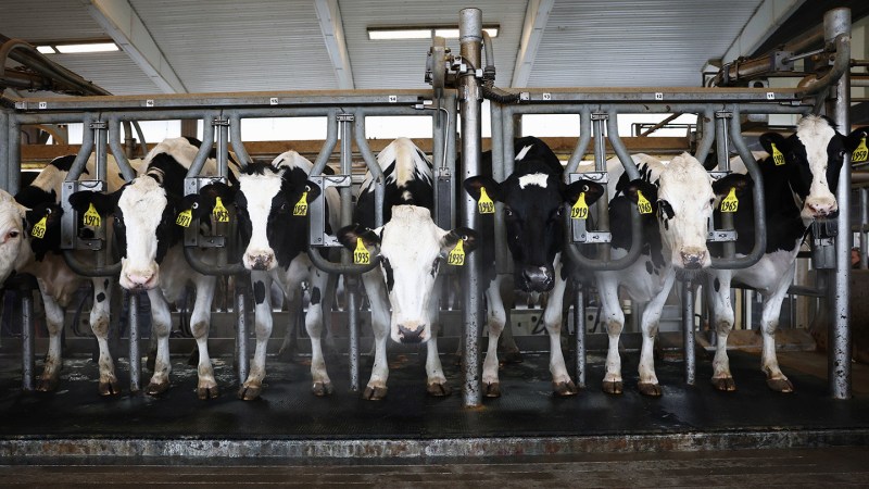 A second version of bird flu is infecting cows. What does that mean?