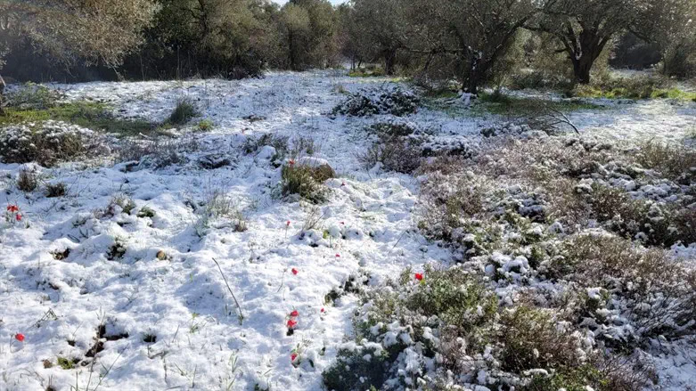 Winter Storm Coral: Temperatures to drop below freezing as cold wave peaks