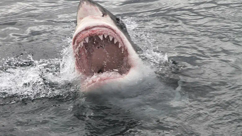 Australia: Fisherman missing after being pulled into water by great white shark