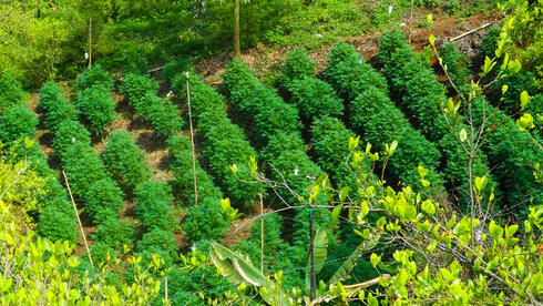 Crime cell stole over a ton of medical cannabis from licensed farm in central Israel