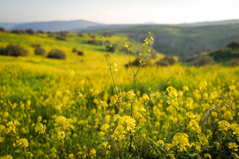 Israeli Researchers Discover Gene That Could Lead to Longer-Lasting Flower Scents