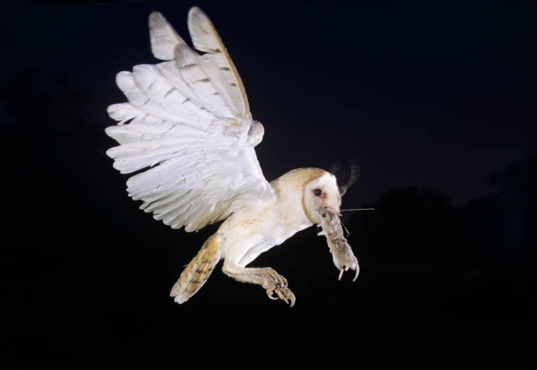 Israeli and Jordanian Scientists Collaborate on Project to Use Barn Owls for Pest Control