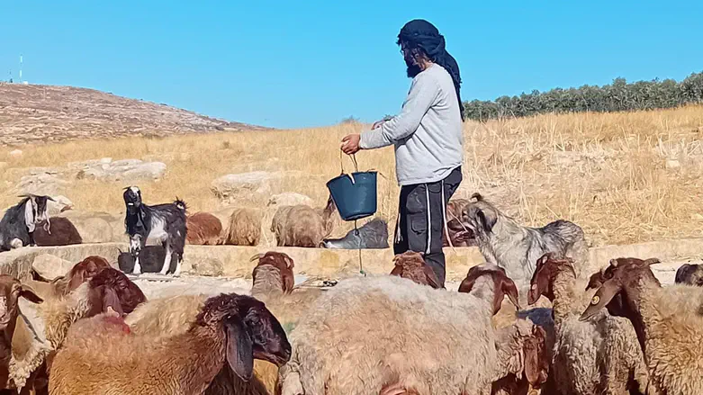 Honenu: 'Prosecute Left-wing activist for harassing shepherd'