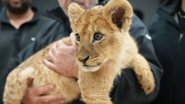 Lion cub, monkeys kept illegally in Negev communities