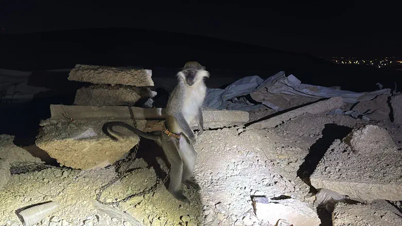 Footage: Police officers save monkey held by Negev Bedouin