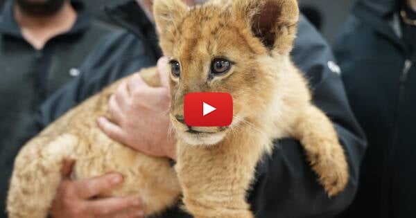 WATCH: Israeli Police Rescue Lion and Pair of Monkeys from Bedouin Village