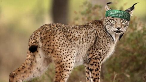 Desert lynx lauded in Egypt after biting IDF soldiers near border