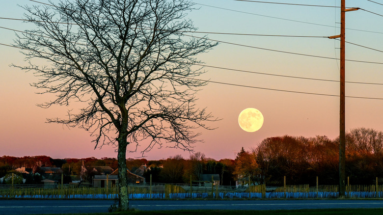 November’s Beaver Moon: The Best Days For Harvesting Your Plants, According To The Farmer’s Almanac
