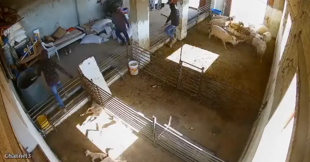 Illegal Israeli Settlers Tortured Lambs In The West Bank Illegal Israeli Settlers Tortured Lambs In The West Bank