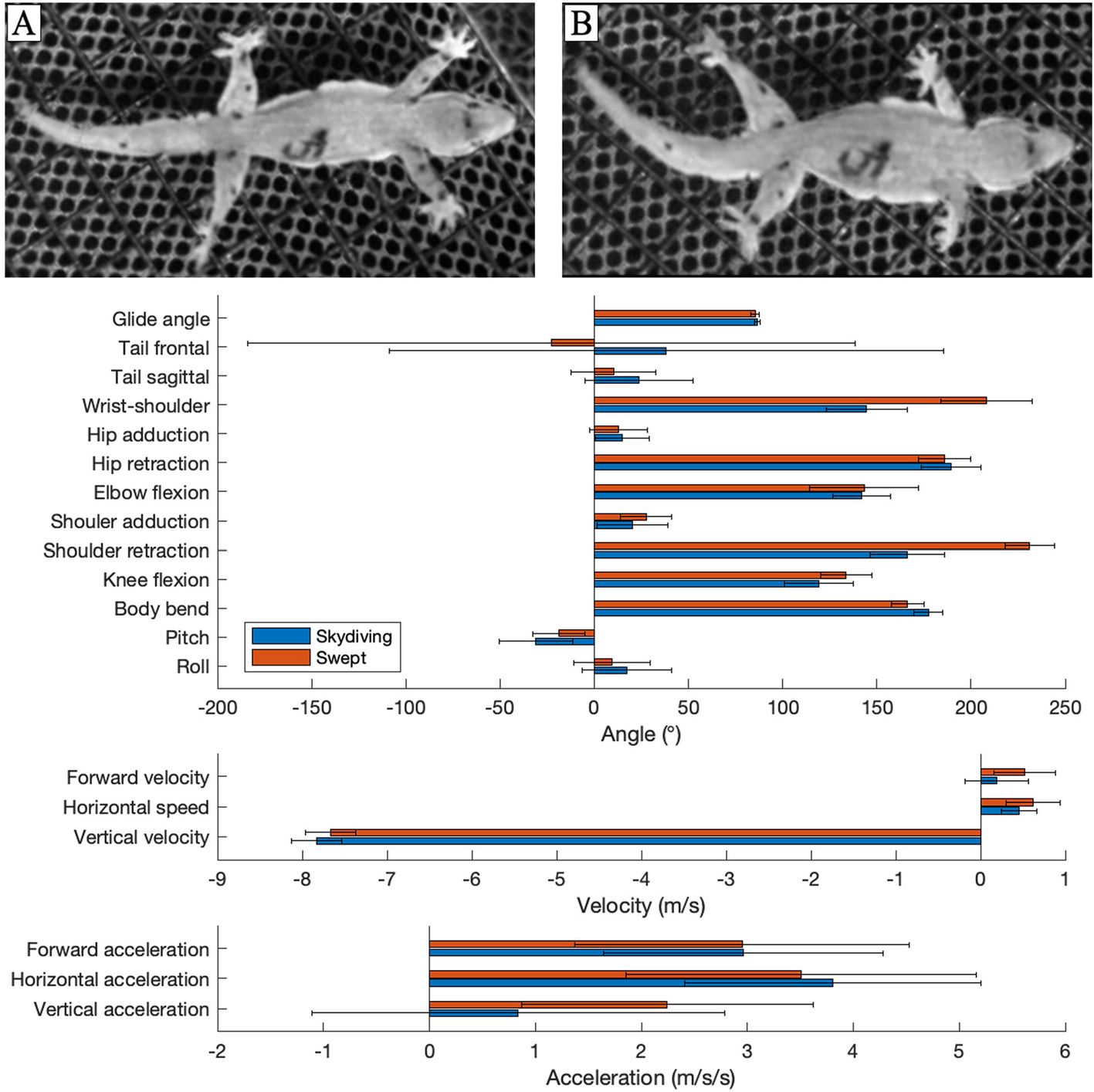 Forelimb motion and reciprocation mediate aerodynamic control in a gliding lizard | BMC Ecology and Evolution