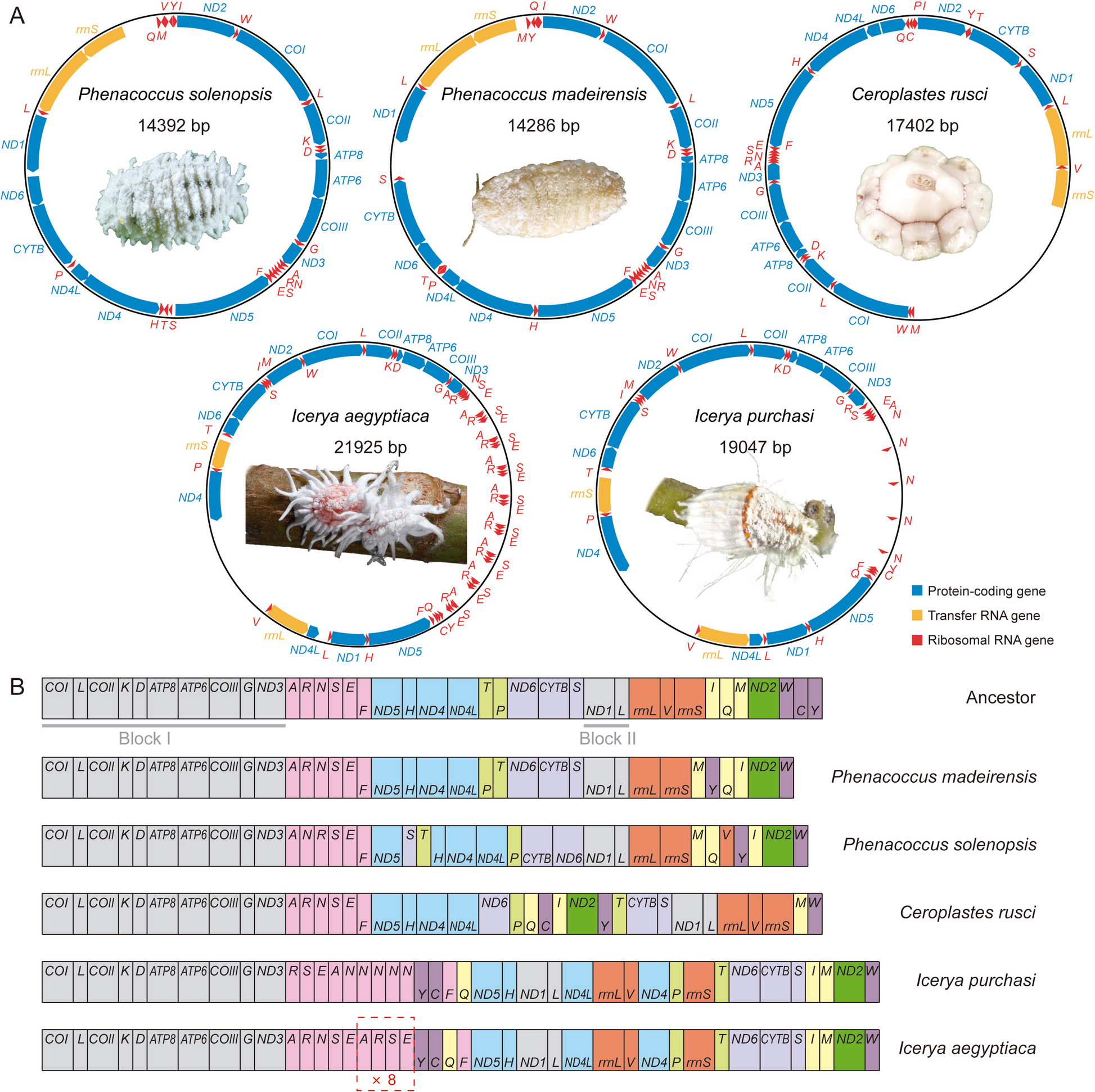 Evolutionary insights from the mitochondrial genomes of invasive scale insects (Hemiptera: Coccomorpha): large-scale transfer RNA gene truncations and tandem repeat-driven intraspecific gene rearrangements | BMC Genomics