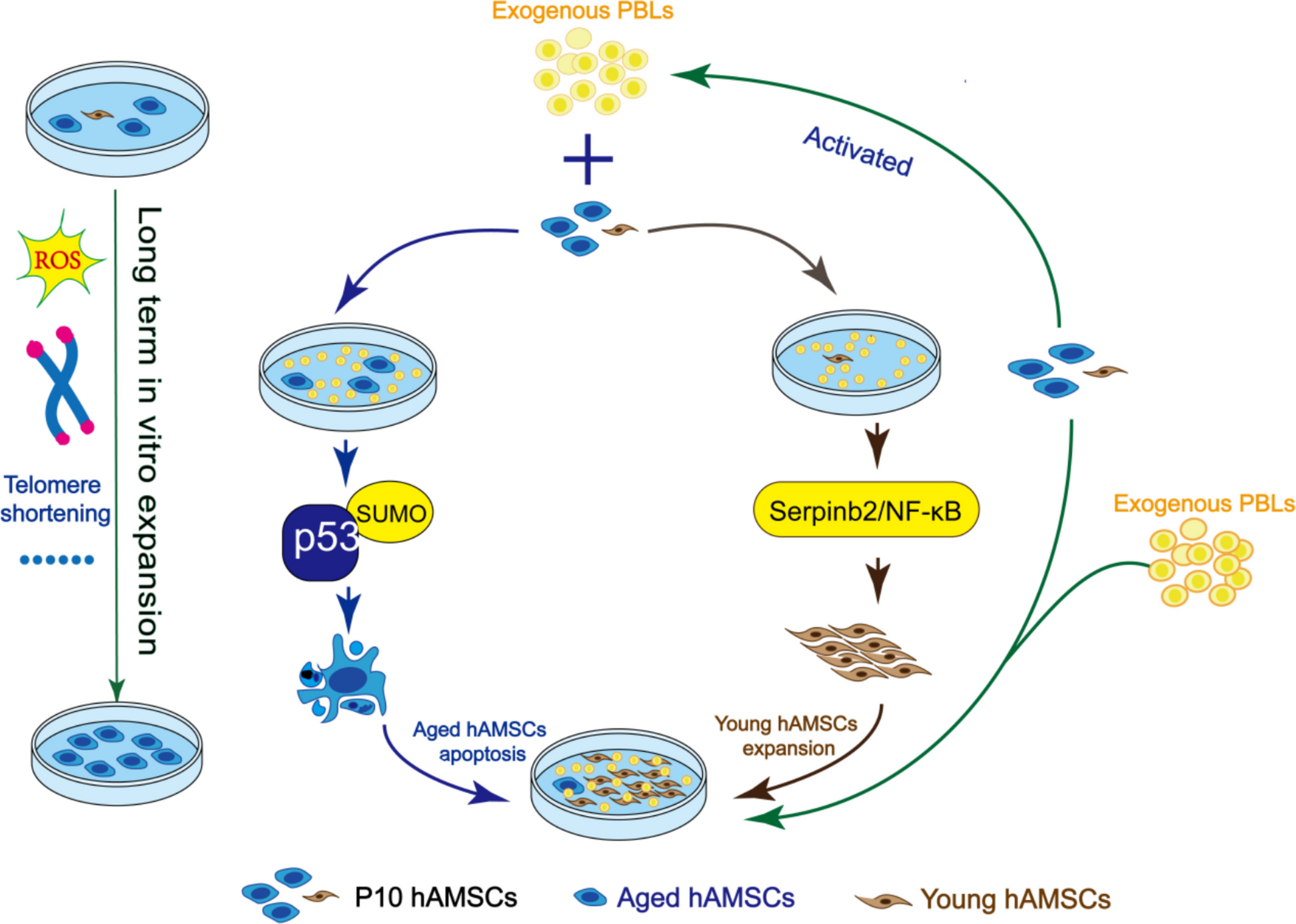 Rejuvenation of mesenchymal stem cells by human peripheral blood lymphocytes | BMC Biology Rejuvenation of mesenchymal stem cells by human peripheral blood lymphocytes | BMC Biology