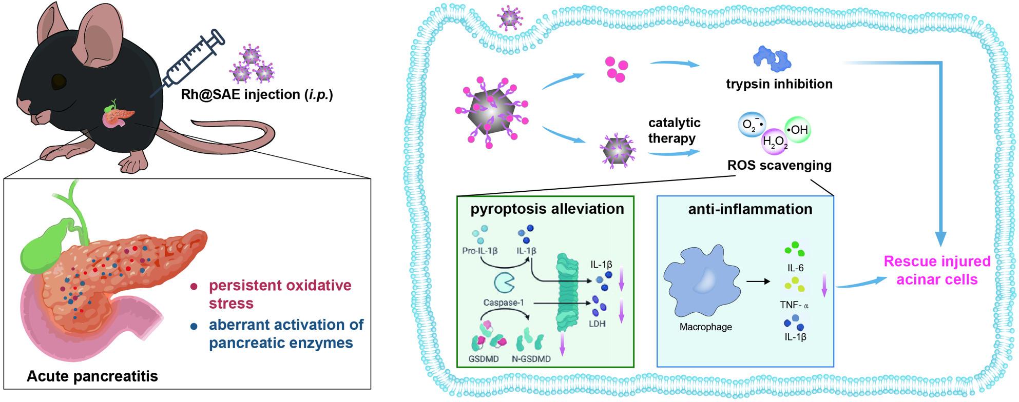 Multienzymatic nanocatalysts attenuate acute pancreatitis via dual modulation of pyroptotic pathways and autodigestion blockade | Journal of Nanobiotechnology Multienzymatic nanocatalysts attenuate acute pancreatitis via dual modulation of pyroptotic pathways and autodigestion blockade | Journal of Nanobiotechnology