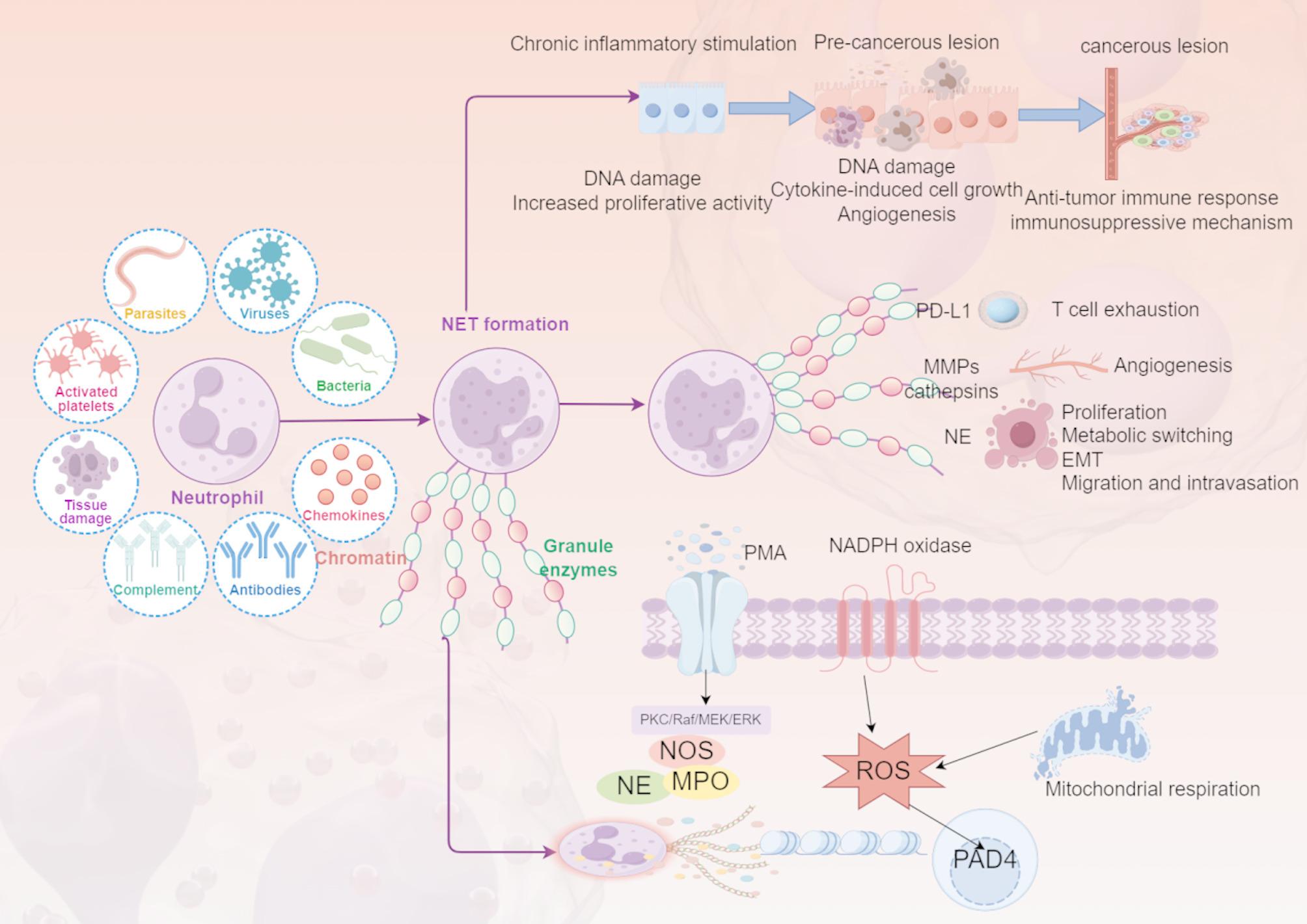 Neutrophils and neutrophil extracellular traps: double-edged swords in cancer pathophysiology and therapy resistance | Cell Communication and Signaling