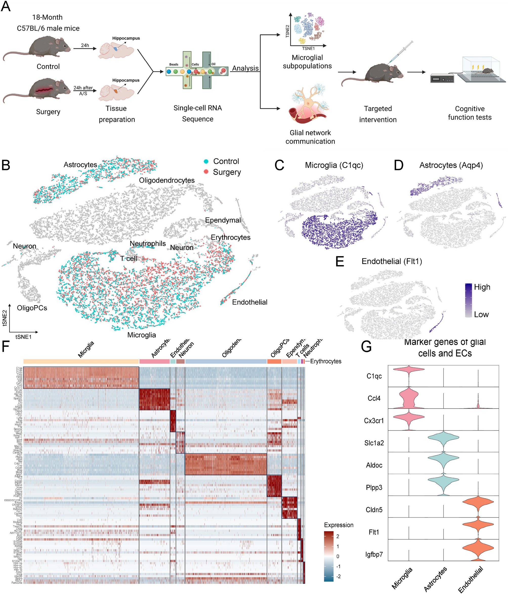 Inflammation associated microglial expansion disrupts hippocampal glial network communication, driving postoperative neurocognitive impairment | Journal of Neuroinflammation