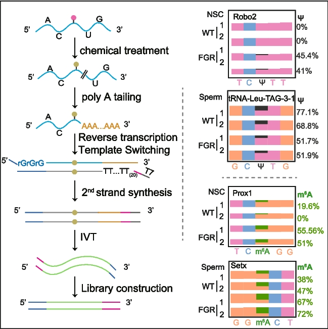 Uli-epic: profiling RNA modifications from ultra-low input samples | Genome Biology