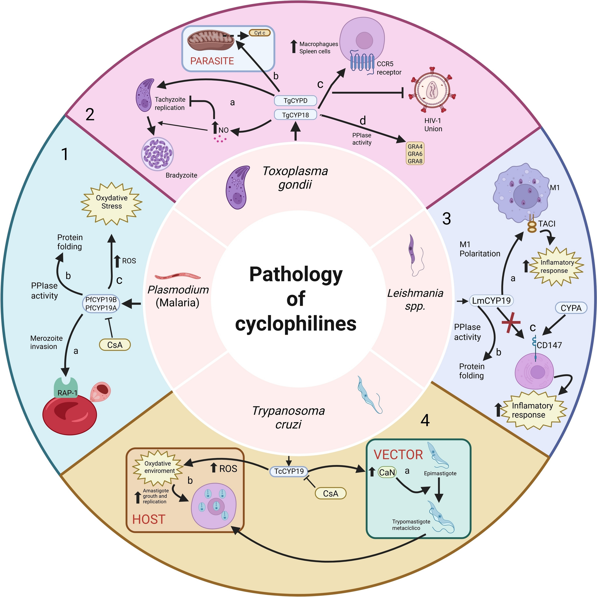 Cyclophilins as key players in protozoan parasite infections | Parasites & Vectors
