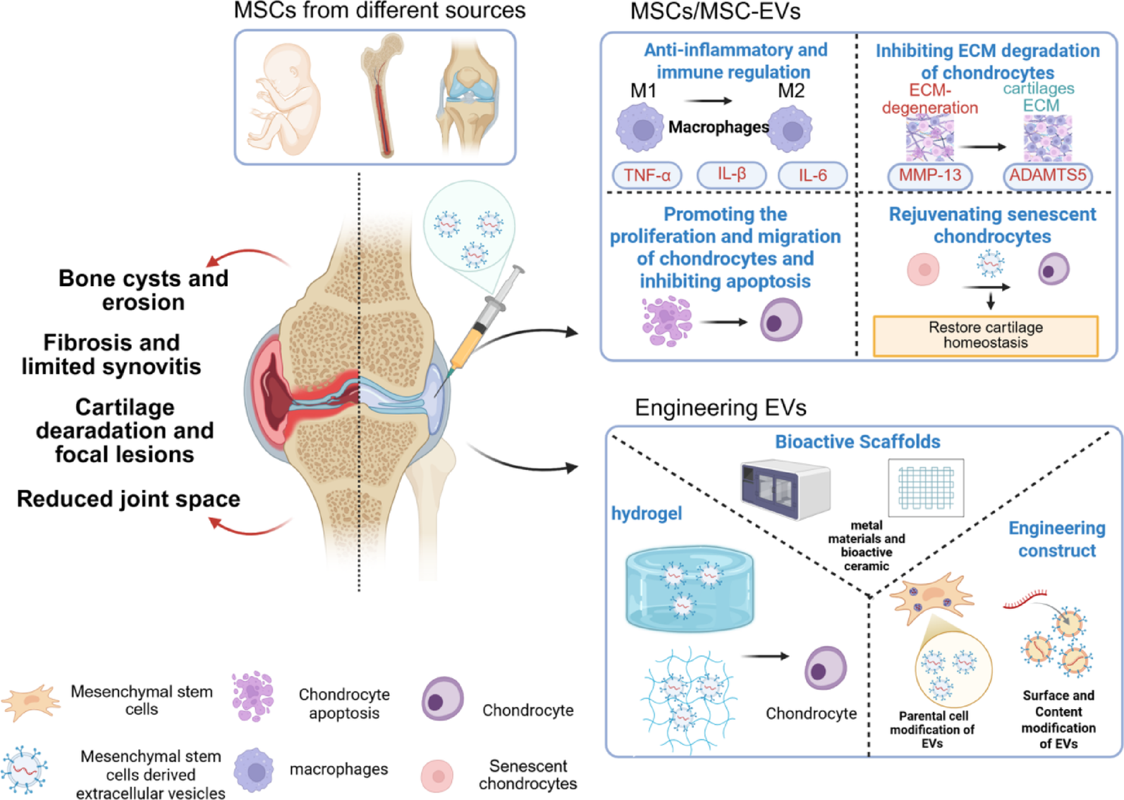 Mesenchymal stem cells and extracellular vesicles for knee osteoarthritis: clinical application, mechanism exploration and prospect | Stem Cell Research & Therapy Mesenchymal stem cells and extracellular vesicles for knee osteoarthritis: clinical application, mechanism exploration and prospect | Stem Cell Research & Therapy