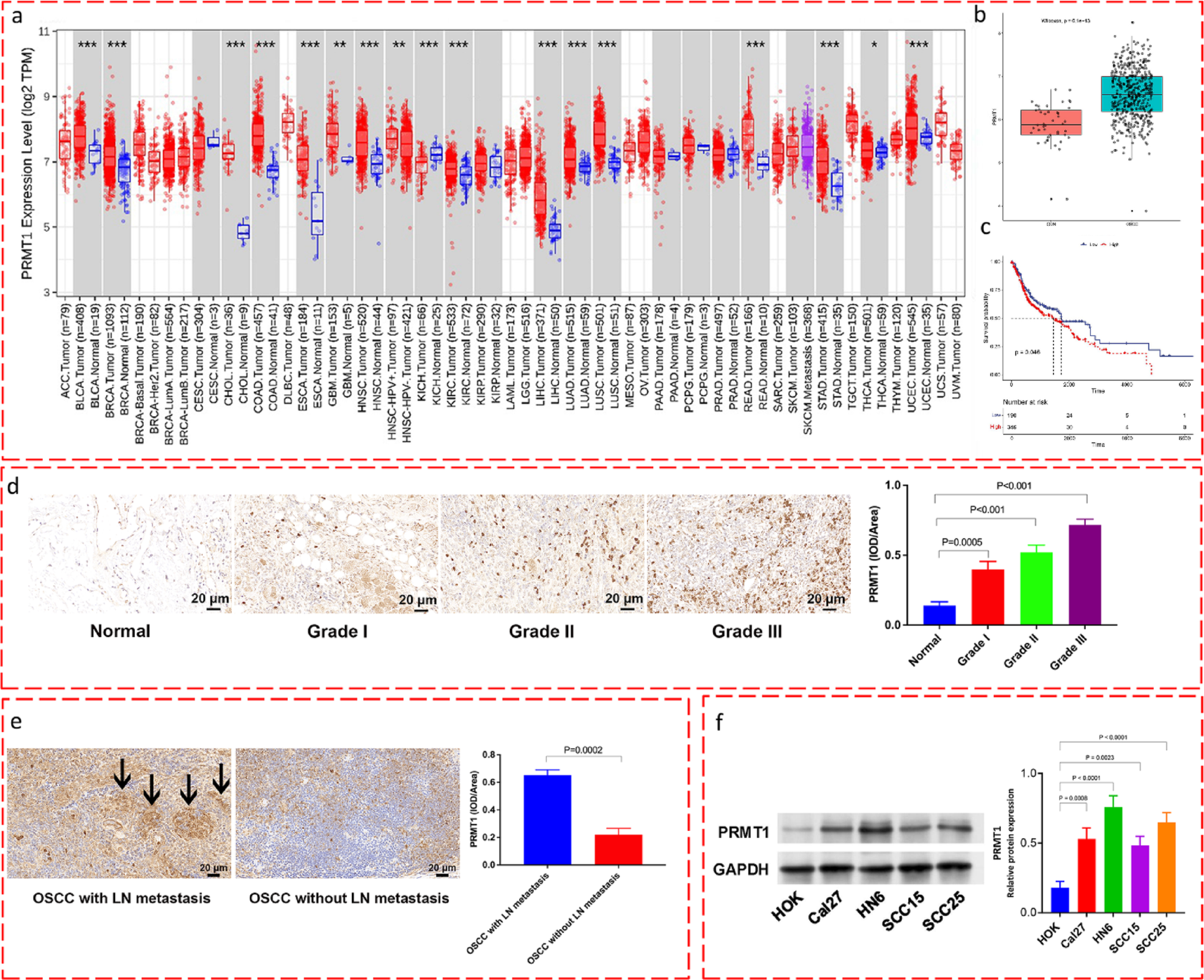 PRMT1 drives oral squamous cell carcinoma progression by activating STAT3 and suppressing ferroptosis via GPX4 | Cell & Bioscience