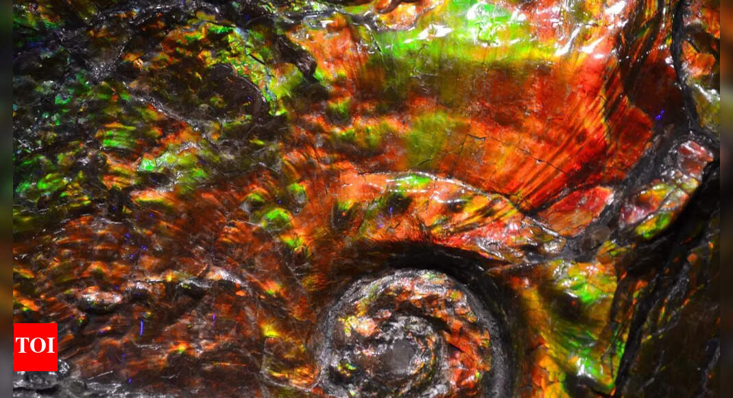 This 70-million-year-old fossil still glows with shifting colours; scientists finally know why |