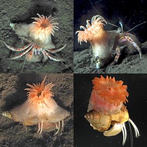 A new pink sea anemone that “builds a home” for hermit crabs discovered off Japan’s deep-sea coast A new pink sea anemone that “builds a home” for hermit crabs discovered off Japan’s deep-sea coast