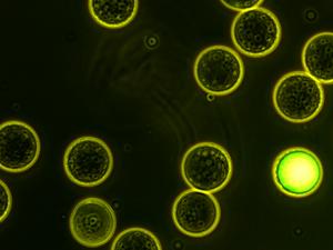 New approach expands possibilities for studying viruses in the environment