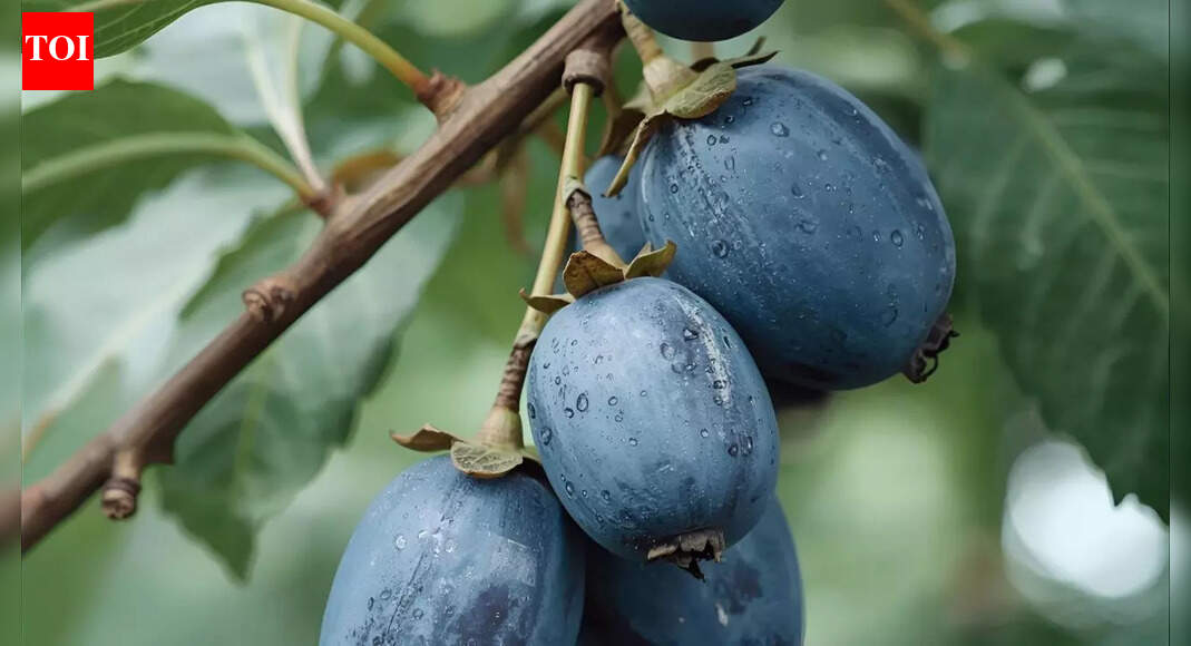 This fruit appears bright blue but contains zero pigment: Scientists shocked by this discovery |