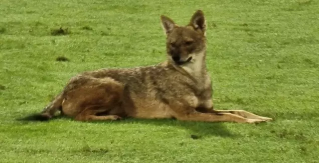 אצטדיון רמת תן: החיה שמעסיקה את ההתאחדות