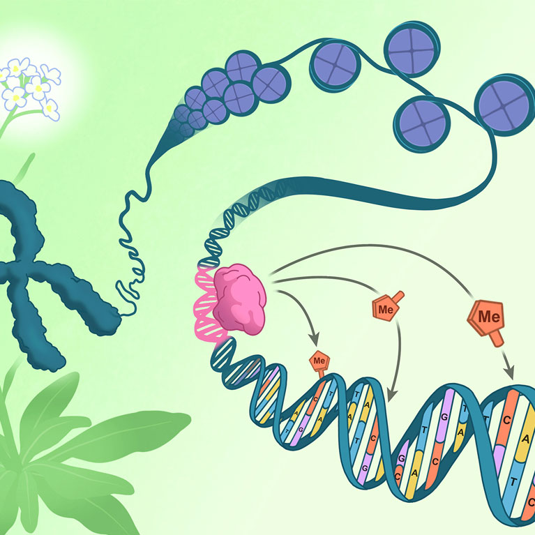 Epigenetic changes regulate gene expression, but what regulates epigenetics? Epigenetic changes regulate gene expression, but what regulates epigenetics?