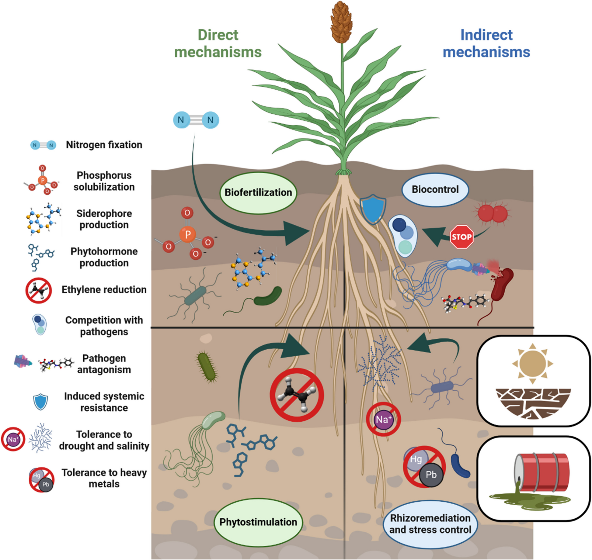 Emerging crops and plant growth-promoting bacteria (PGPB): a synergistic approach to climate-resilient agriculture | Microbiome
