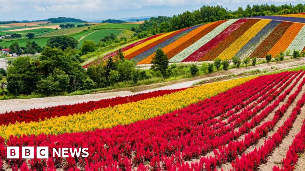 Japan’s gamble to turn island of flowers into global chip hub Japan’s gamble to turn island of flowers into global chip hub