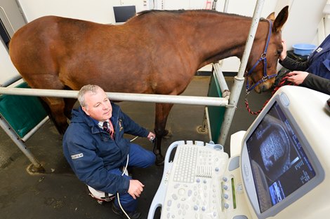 Study: Ageing Causes Blood Vessel Loss in Horse Tendons