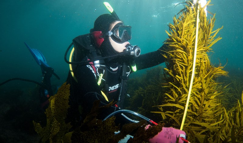 Bentley Environmental Foundation announces support for Kelp forest restoration project Bentley Environmental Foundation announces support for Kelp forest restoration project