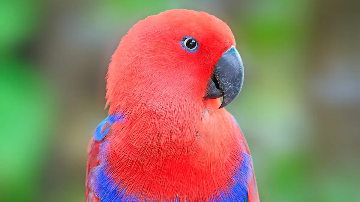 Stunning Eclectus Parrot Blows People’s Minds With Her ‘Eyeliner’ and Fluffy Feathers