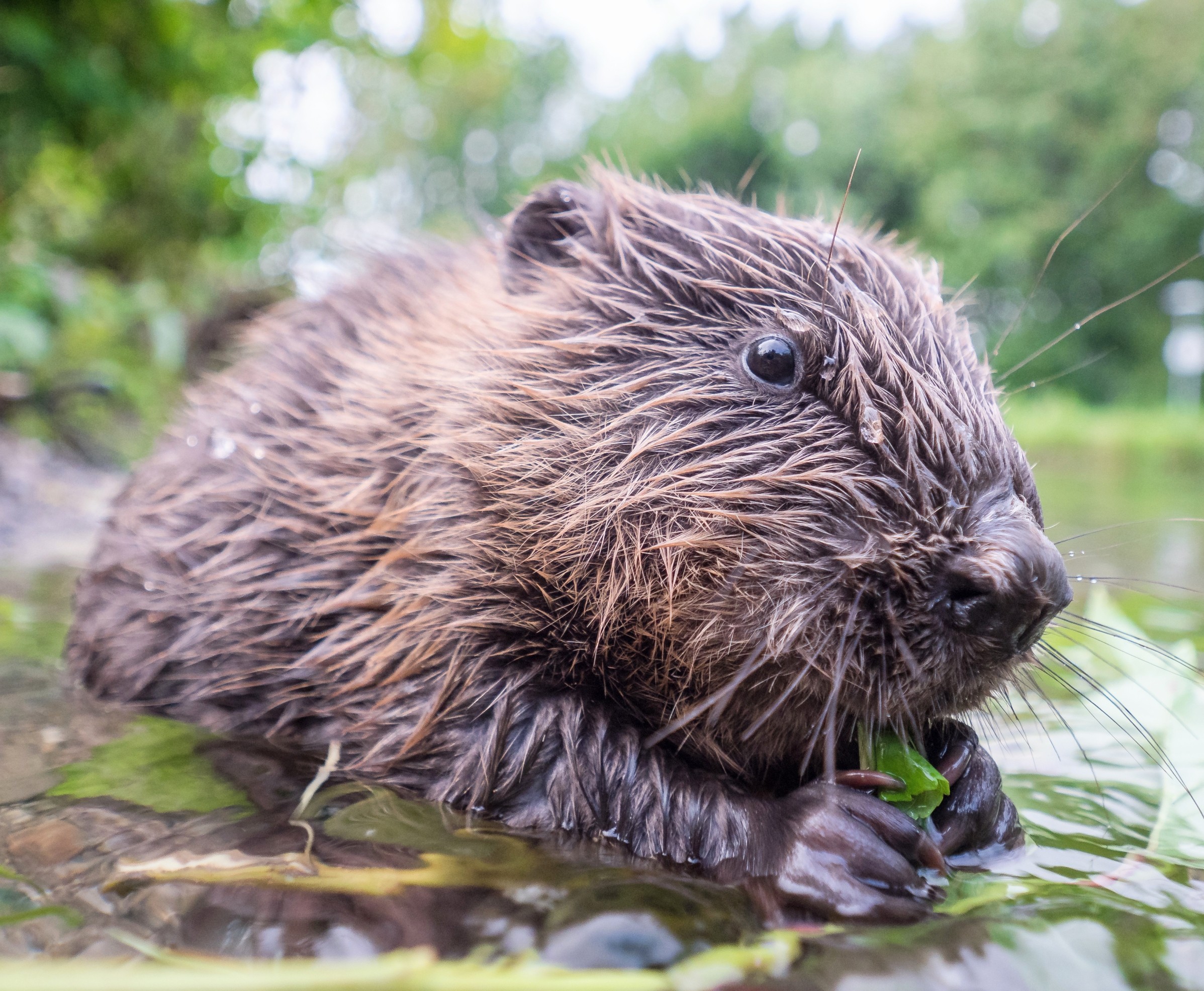 Beavers are silently transforming the hidden water underground