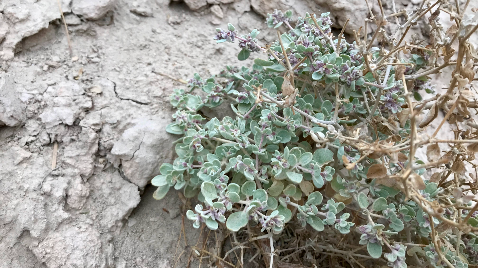Death Valley shrub rearranges its insides to thrive in one of the hottest places on Earth