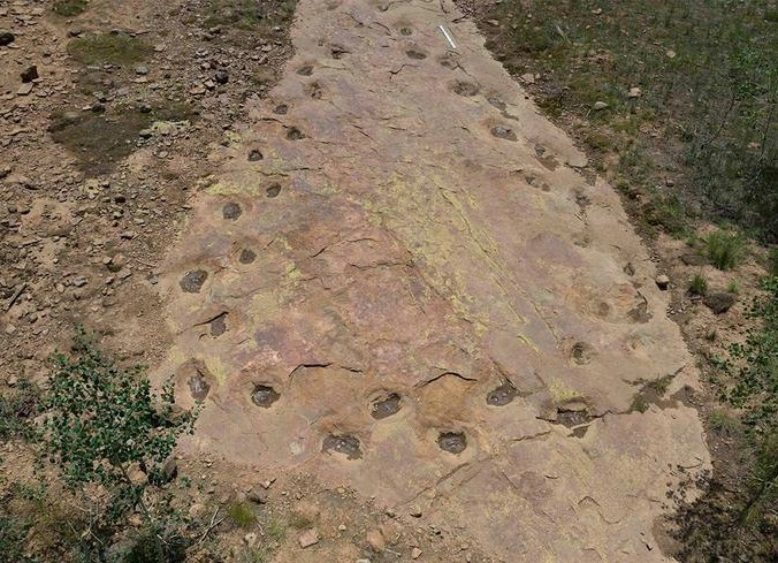 Dinosaur may have walked with a limp 150 million years ago