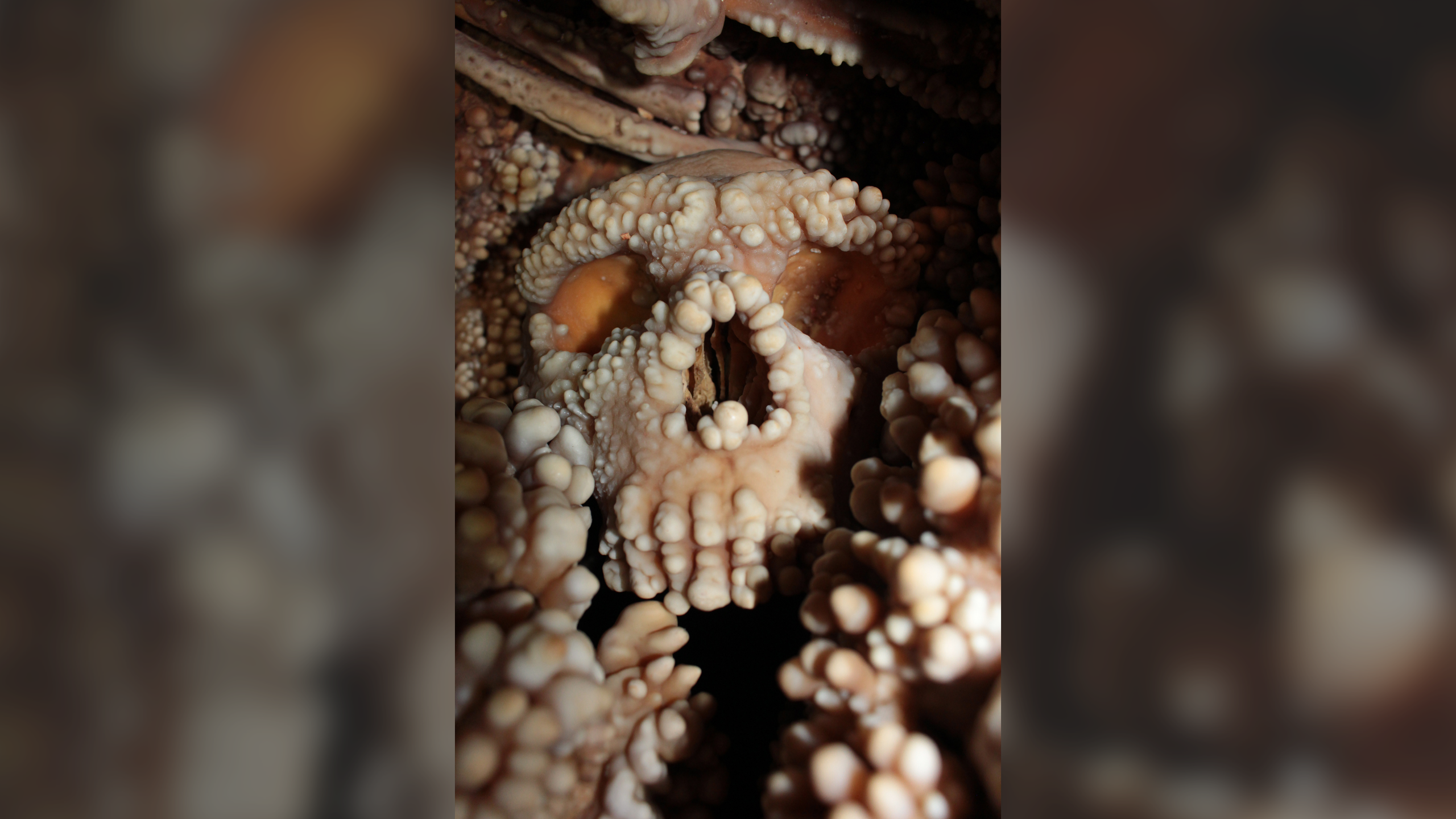 ‘Perfectly preserved’ Neanderthal skull bones suggest their noses didn’t evolve to warm air