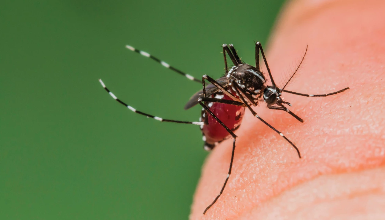Engineered fungus is mosquito death trap