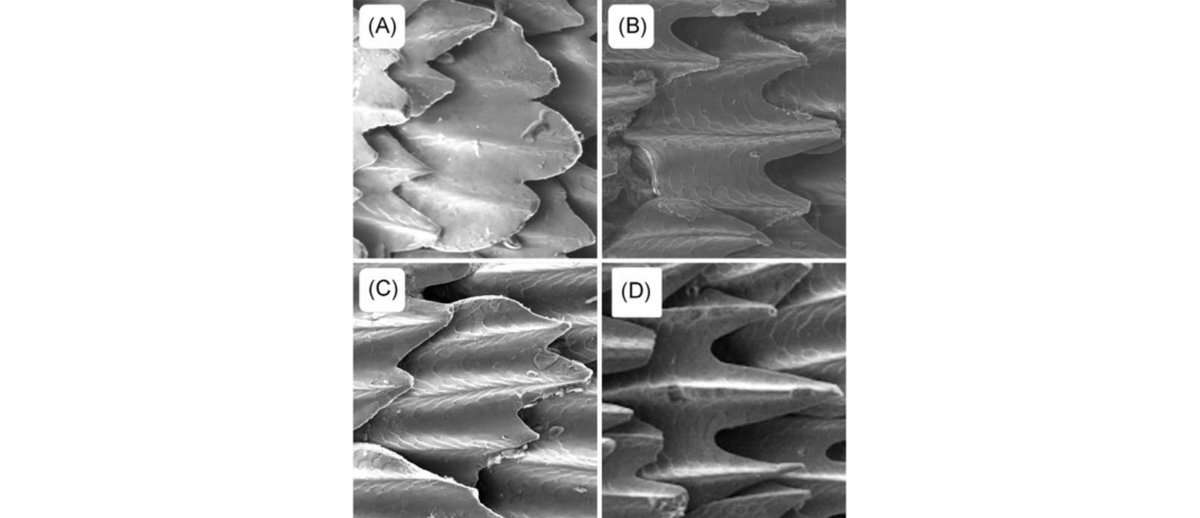 Scientists Take A Closer Look At Shark Skin