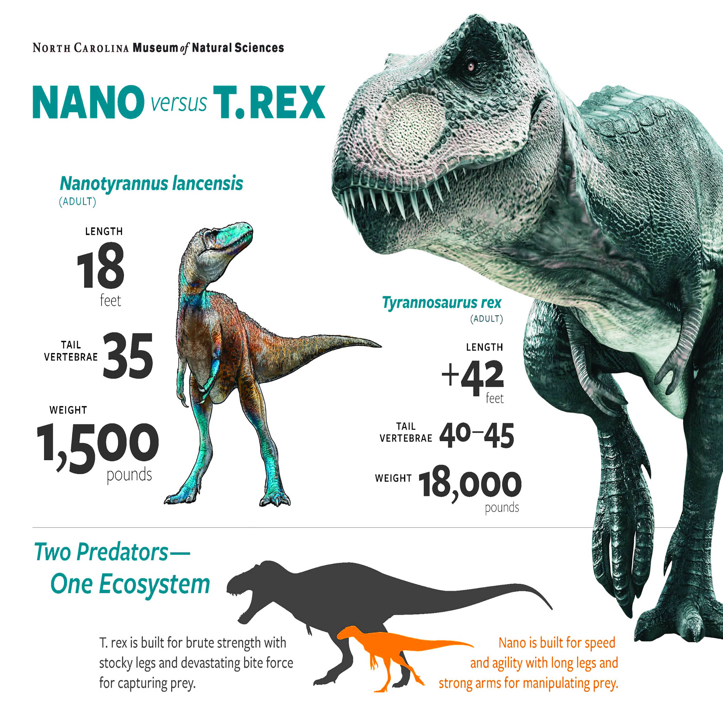 T. rex history is completely rewritten by discovery of ‘Nanotyrannus’