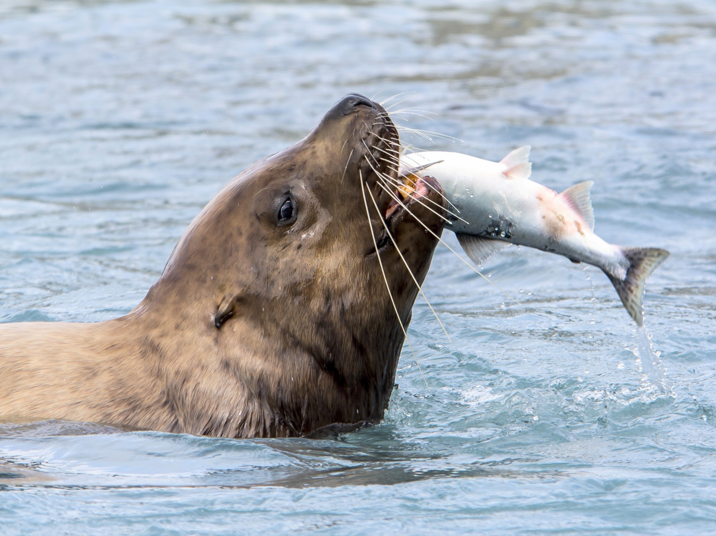 Ocean predators may need twice the prey when food quality drops