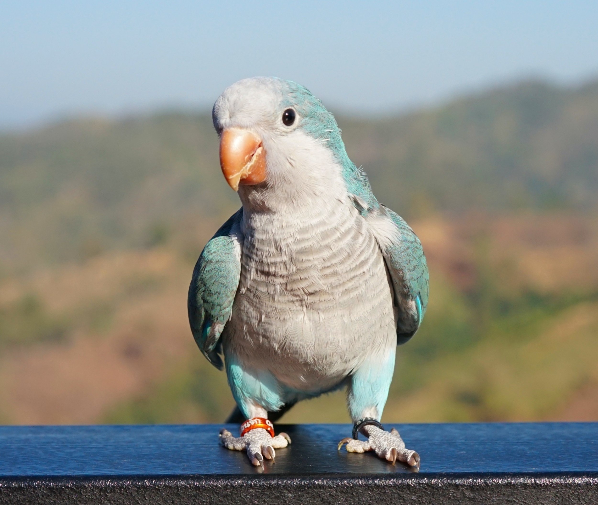 Parakeets don’t rush into new friendships – they move cautiously