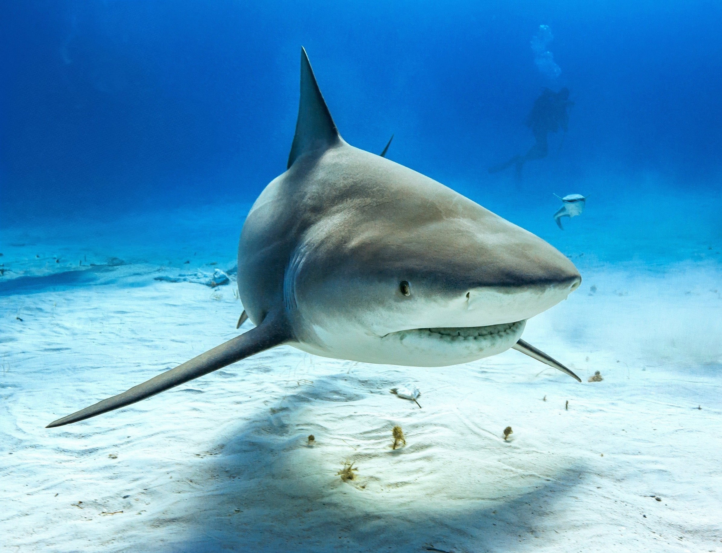 Rare sharks are vanishing fast – can they still be saved? Rare sharks are vanishing fast – can they still be saved?